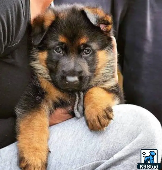 a german shepherd dog sitting on a persons lap